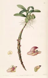 Bulbophyllum bracteolatum (špalda Bolbophyllum bracteolatum)